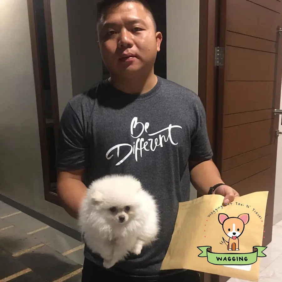 A man holding a white Pomeranian puppy