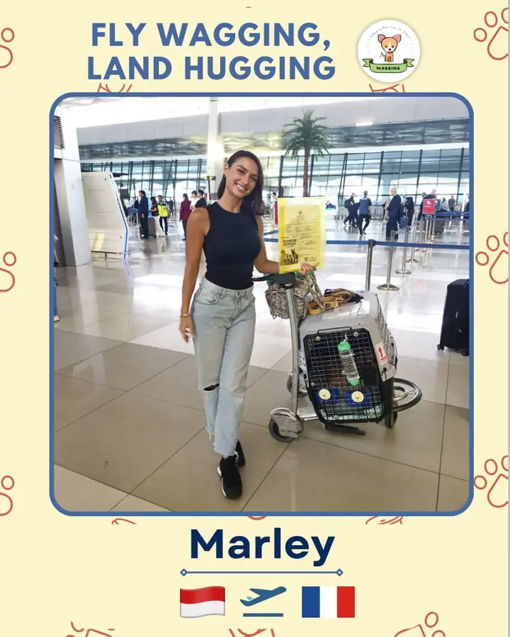 Marley the dog at the airport with its owner, flying from Indonesia to France