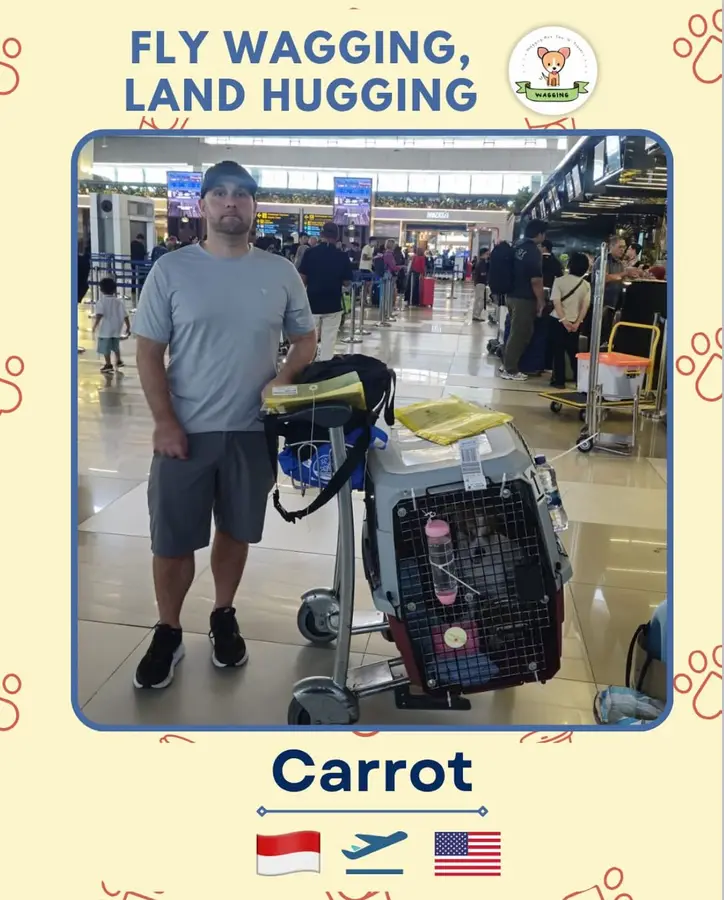 Carrot at the airport with its owner, flying from Indonesia to the United States