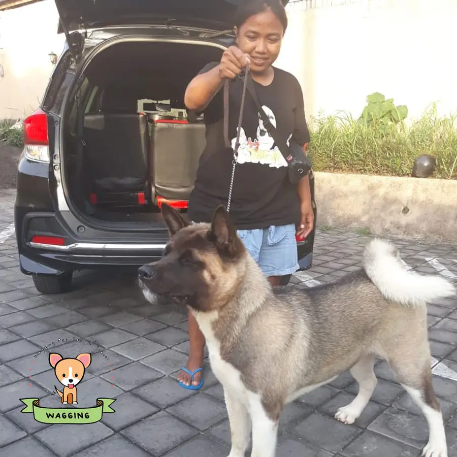 A girl with a large Akita-type dog beside a car