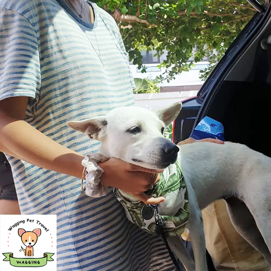 A white dog being handed over beside a car