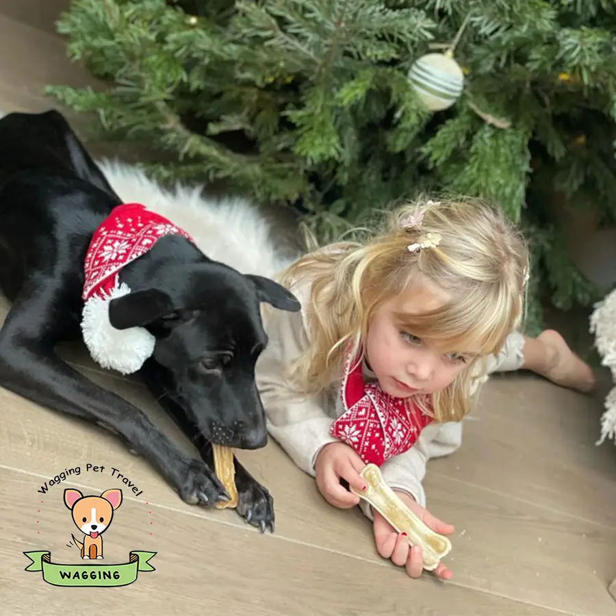 A black dog and a little girl lying under a Christmas tree