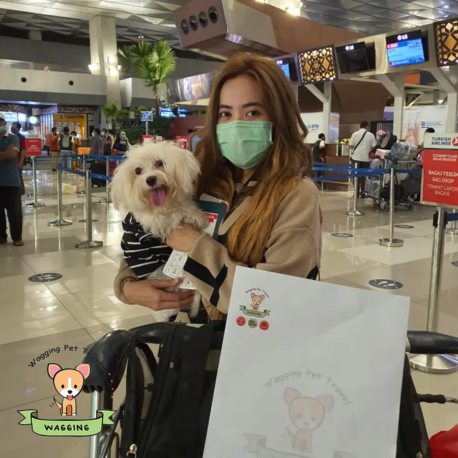 A woman holding a small white dog at an airport check-in area