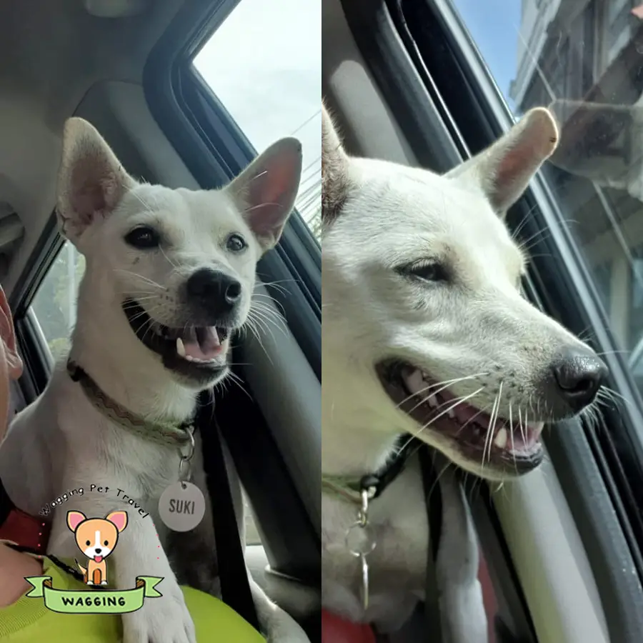 Two white dogs riding in a car