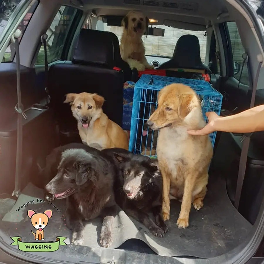Several dogs and a travel crate in the back of a car