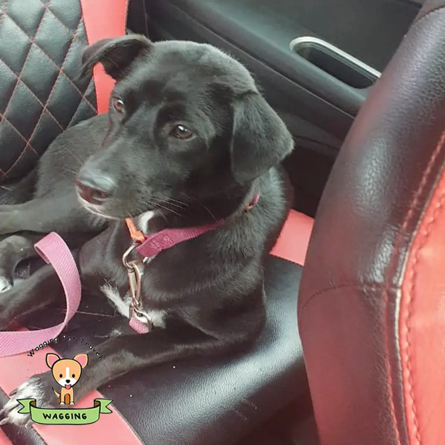 A black dog sitting on a red car seat