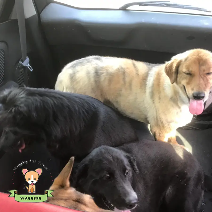 A golden dog and a black dog lying together in a car