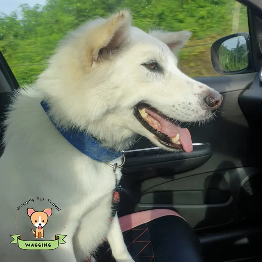 A white husky-type dog sitting in a car