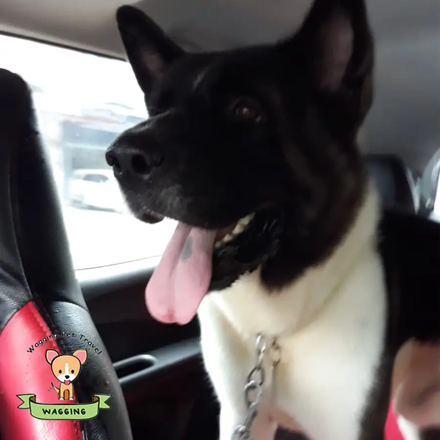 A black and white dog in a car with its tongue out