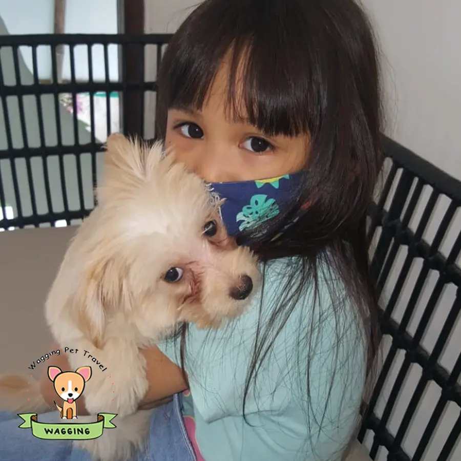 A girl in a face mask holding a small white dog