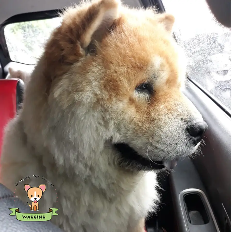 A fluffy Chow Chow-type dog in a car