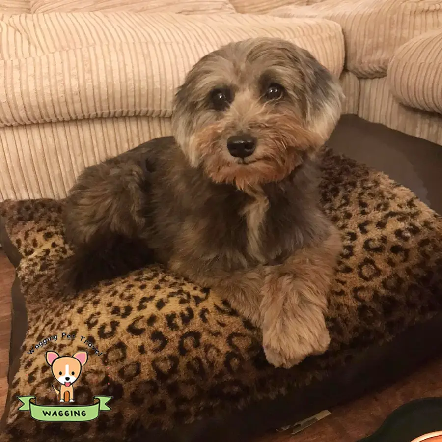 A small grey shaggy dog lying on a leopard-print bed